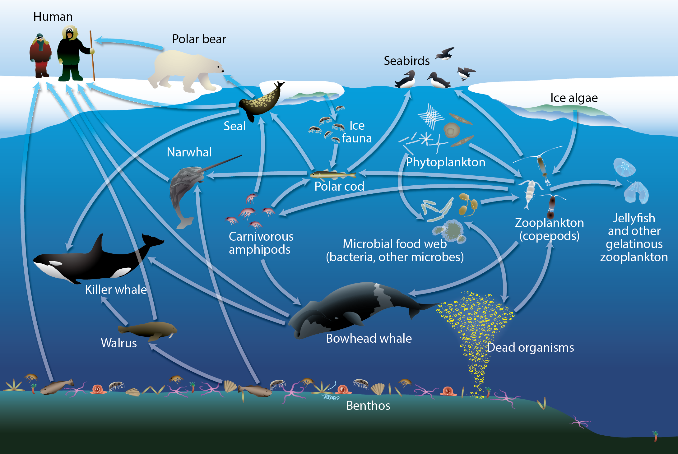 Экосистема моря