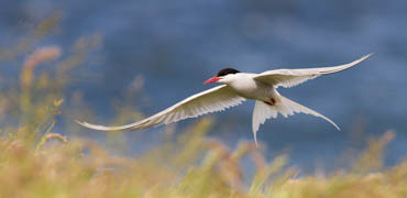 Arctic Tern. Photo: Mark Medcalf/Shutterstock.com