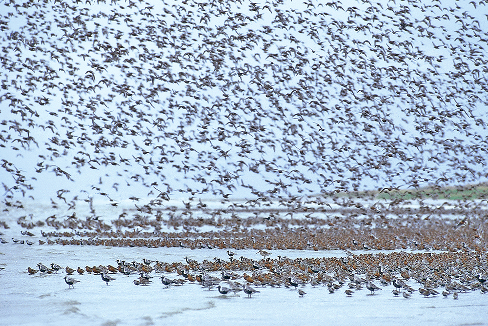 Shorebirds. Photo: Jan van de Kamm