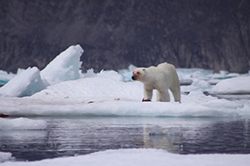  Polar bear. Photo: Garry Donaldson CLICK TO DOWNLOAD LARGE IMAGE