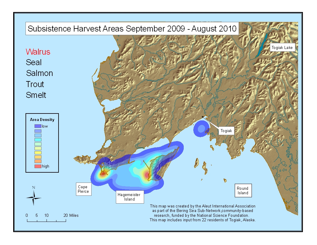 Map 2. Density analysis of walrus harvest locations from September 2009 – August 2010 (n=11 subsistence harvesters)