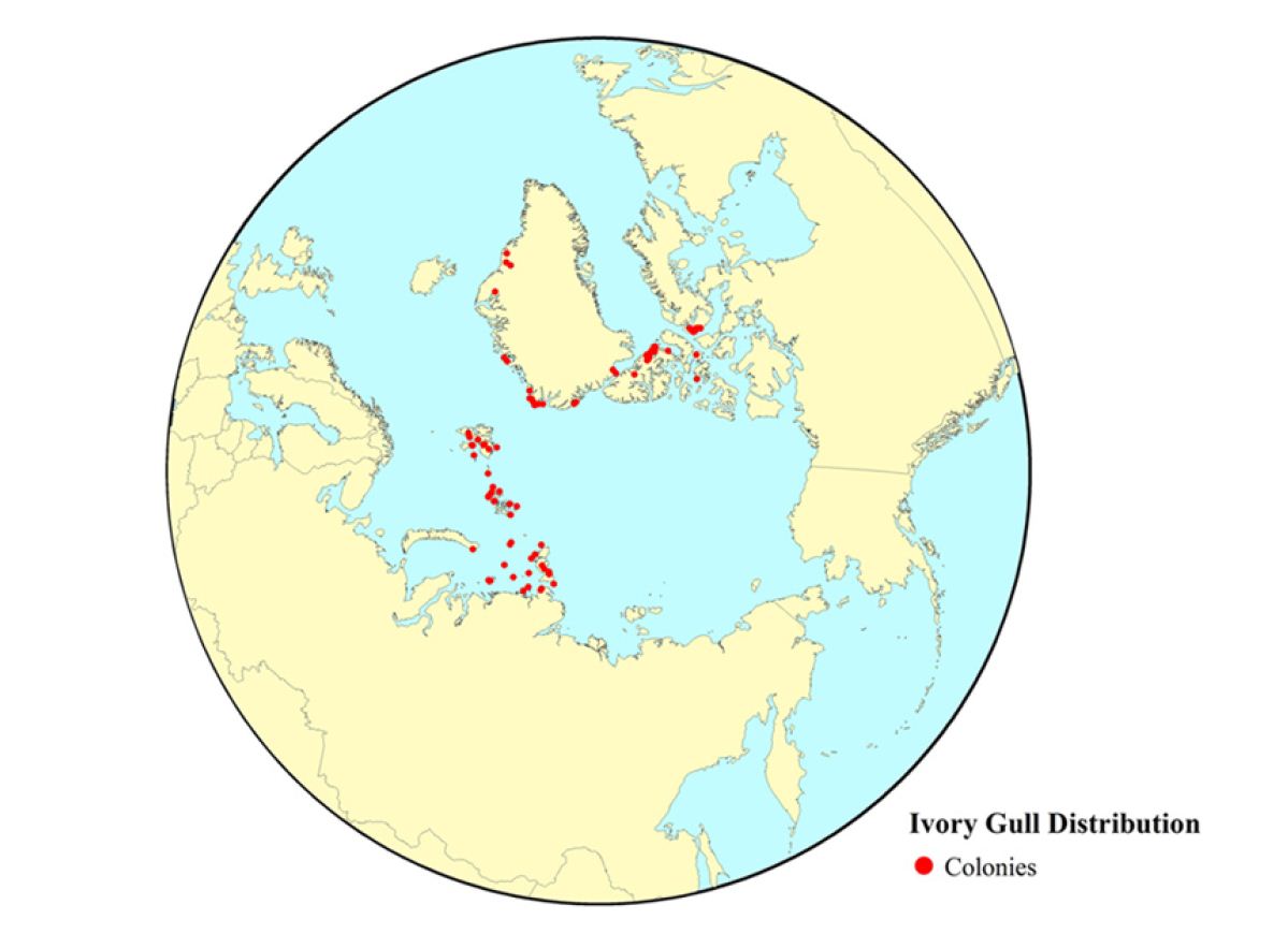 The Distribution of Known Breeding Colonies of Ivory Gull Pagophila eburnean within the Arctic 2008