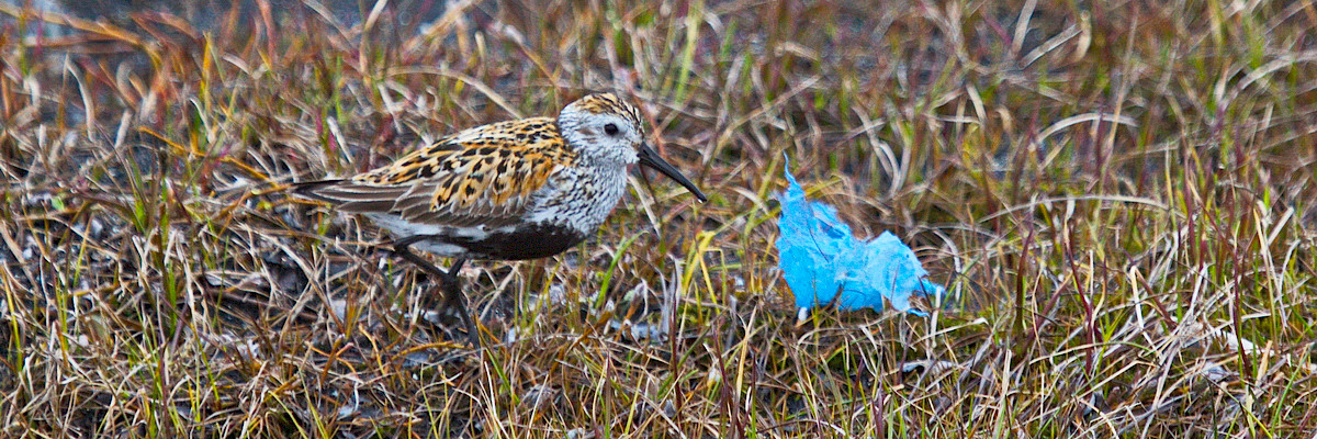 Dunlin with plastic