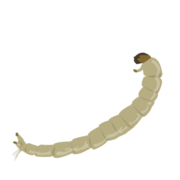 Non-biting midge (larval stage), Chironomidae