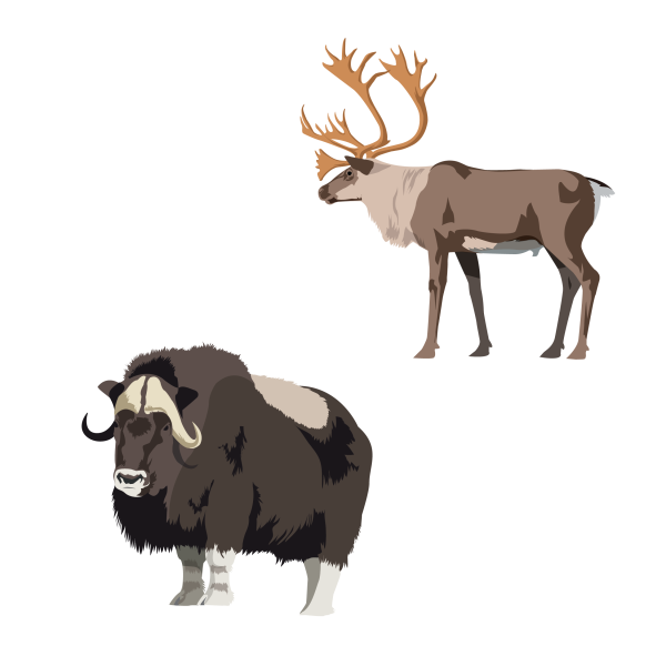 Muskox and caribou/reindeer