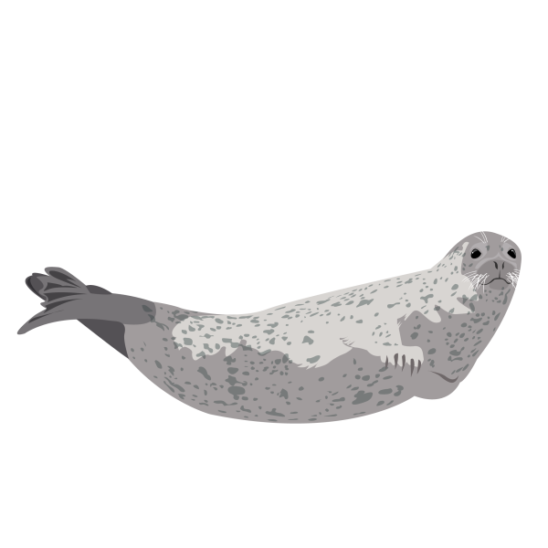 Spotted seal