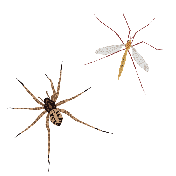 Arctic wolf spider and crane fly