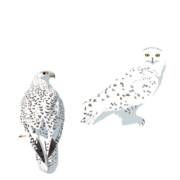 Gyrfalcon and snowy owl