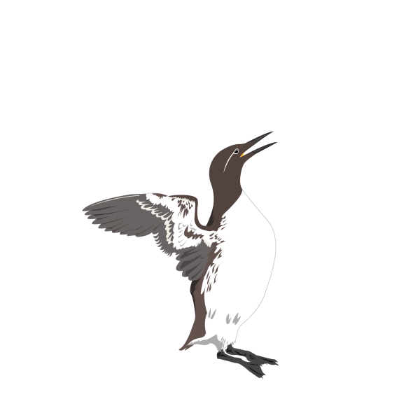 Common murre and Thick-billed murre