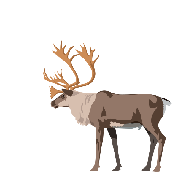 Muskox and caribou/reindeer