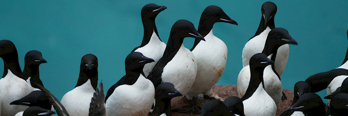 Thick-billed murres