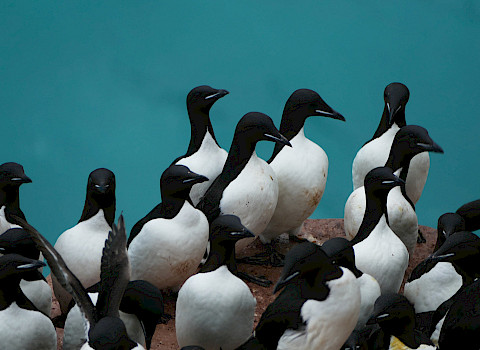 Thick-billed murres