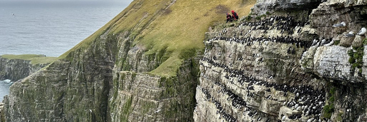 Uria lomvia - from Svalbard