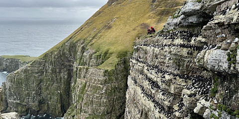 Uria lomvia - from Svalbard